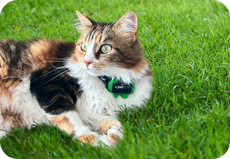 Il tuo gatto avventuroso ha la tendenza a scappare dal giardino?